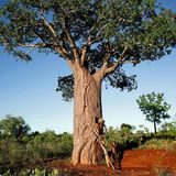 Zwei Männer arbeiten an einem Baobab-Baum