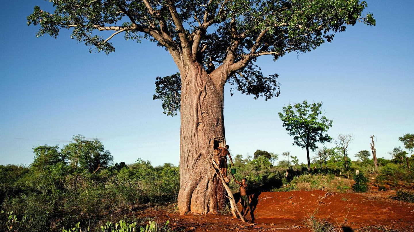 During the rare rains of January, the villagers fill the baobabs with this water. Then the water will be used from mid-June during the severe droughtVillage of Ampotaka,(475 ha, 300 baobabs tank) plateau Mahafaly, limestone plateau where there is no s... Zwei Männer arbeiten an einem Baobab-Baum