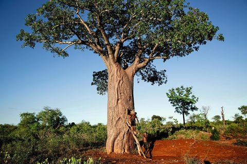 Zwei Männer arbeiten an einem Baobab-Baum