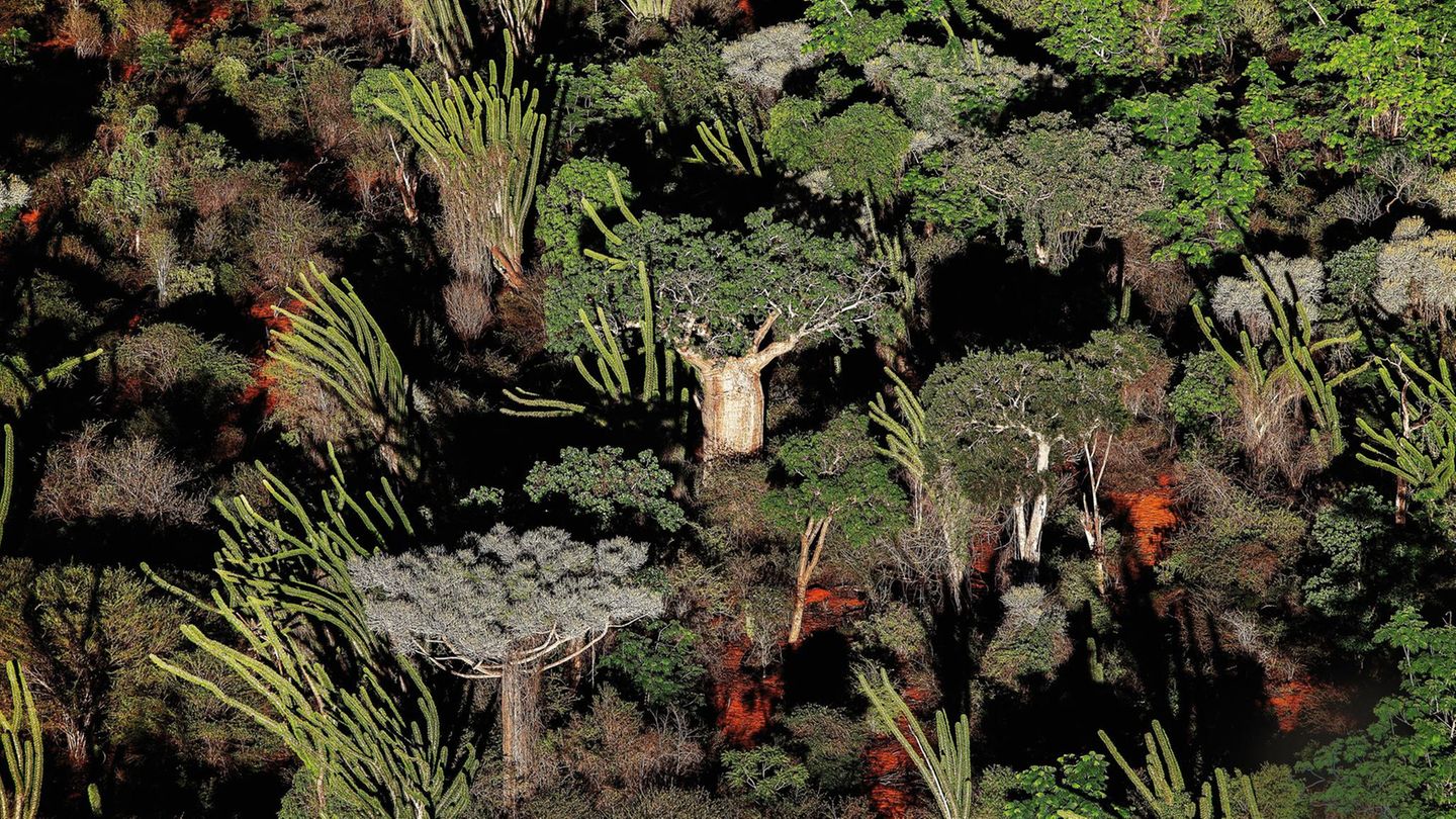 South of Madagascar, region extremely affected by drought. Nature has developed plants adapted to lack of water, but also has BaobabsSud de Madagascar, rŽgion extrmement touchŽe par la sŽcheresse.La nature a dŽveloppŽ des plante adaptŽe au manque d&a... Luftaufnahme eines Affenbrotbaumes