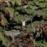 Luftaufnahme eines Affenbrotbaumes