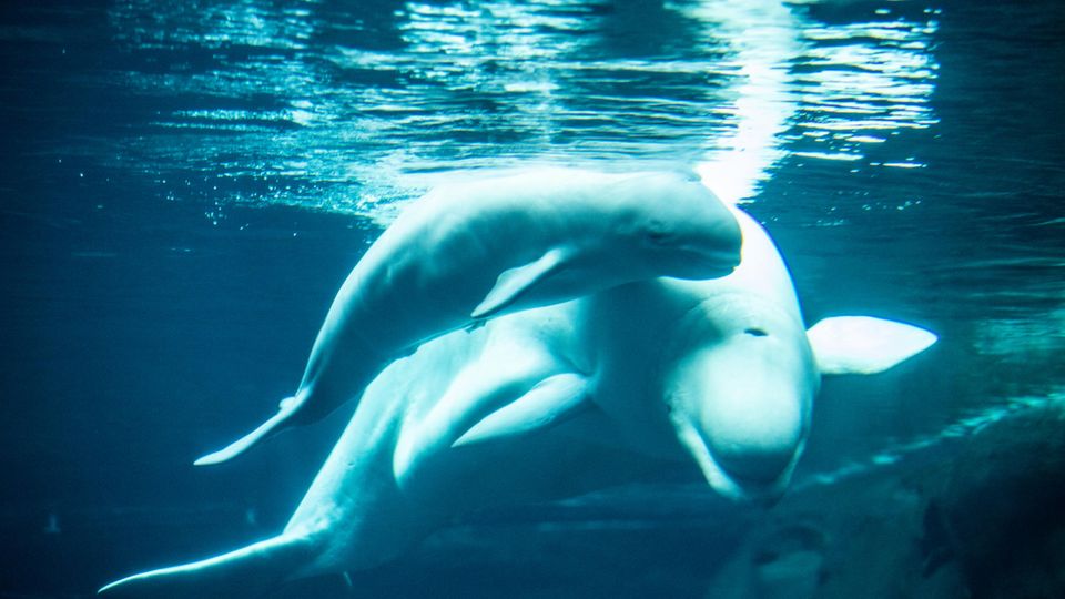 Georgia Aquarium in Atlanta: Belugawal Whisper bringt Kalb zur Welt