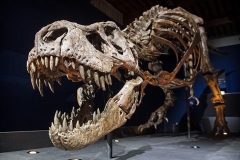 Dinosaurier: T-Rex Skelett