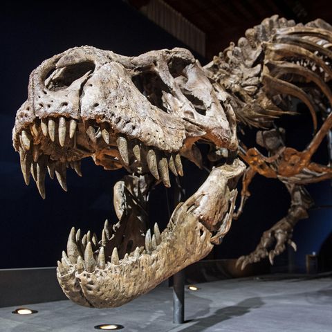 Dinosaurier: T-Rex Skelett