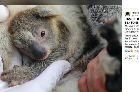 Ein Koala-Baby guckt im Zoo aus dem Beutel seiner Mutter heraus.