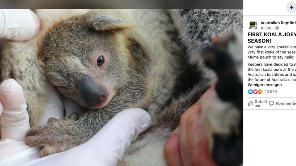 Ein Koala-Baby guckt im Zoo aus dem Beutel seiner Mutter heraus.