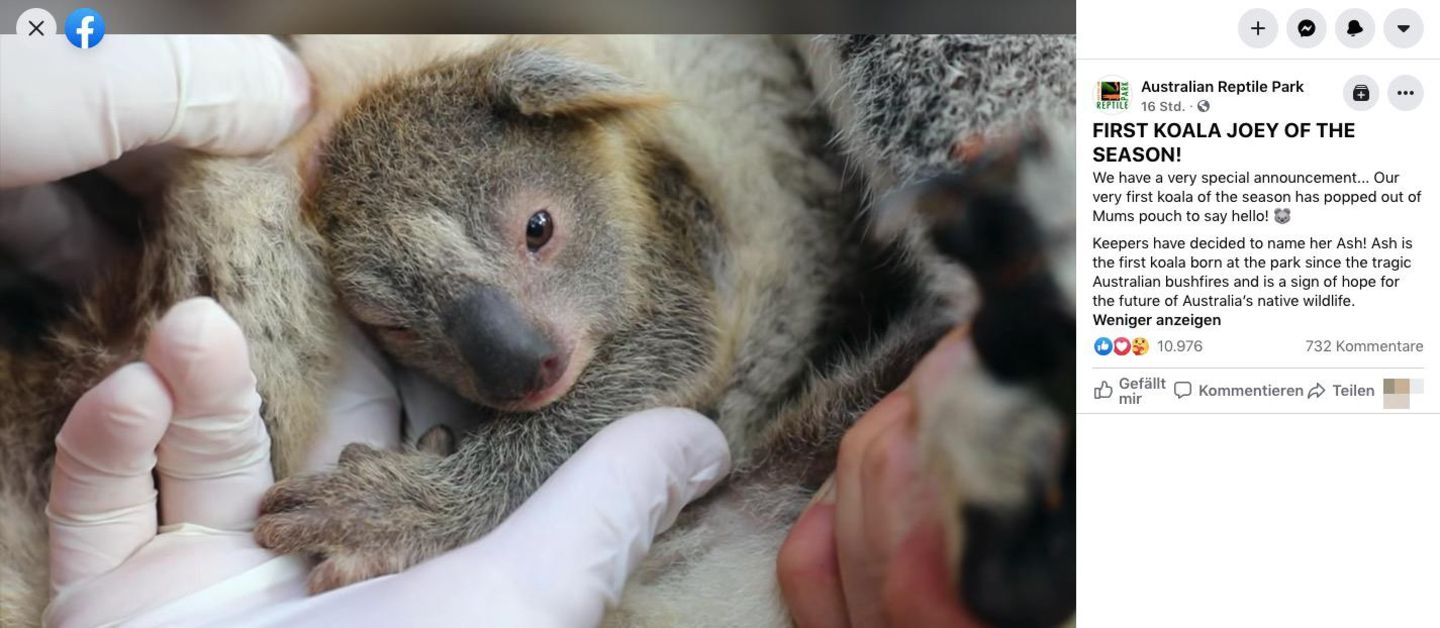 Ein Koala-Baby guckt im Zoo aus dem Beutel seiner Mutter heraus.