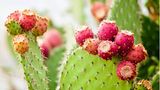 Es gibt mehr als Hundert Nopal-Arten. Heimisch sind diese in Mexiko, wo sie vielseitig in der Küche zum Einsatz kommen.