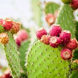Es gibt mehr als Hundert Nopal-Arten. Heimisch sind diese in Mexiko, wo sie vielseitig in der Küche zum Einsatz kommen.