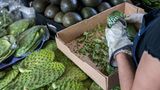 Nopales werden für den Verkauf vorbereitet