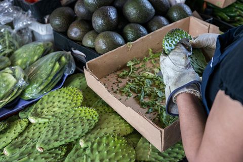 Nopales werden für den Verkauf vorbereitet