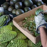 Nopales werden für den Verkauf vorbereitet