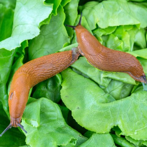 Nacktschnecken auf Salat