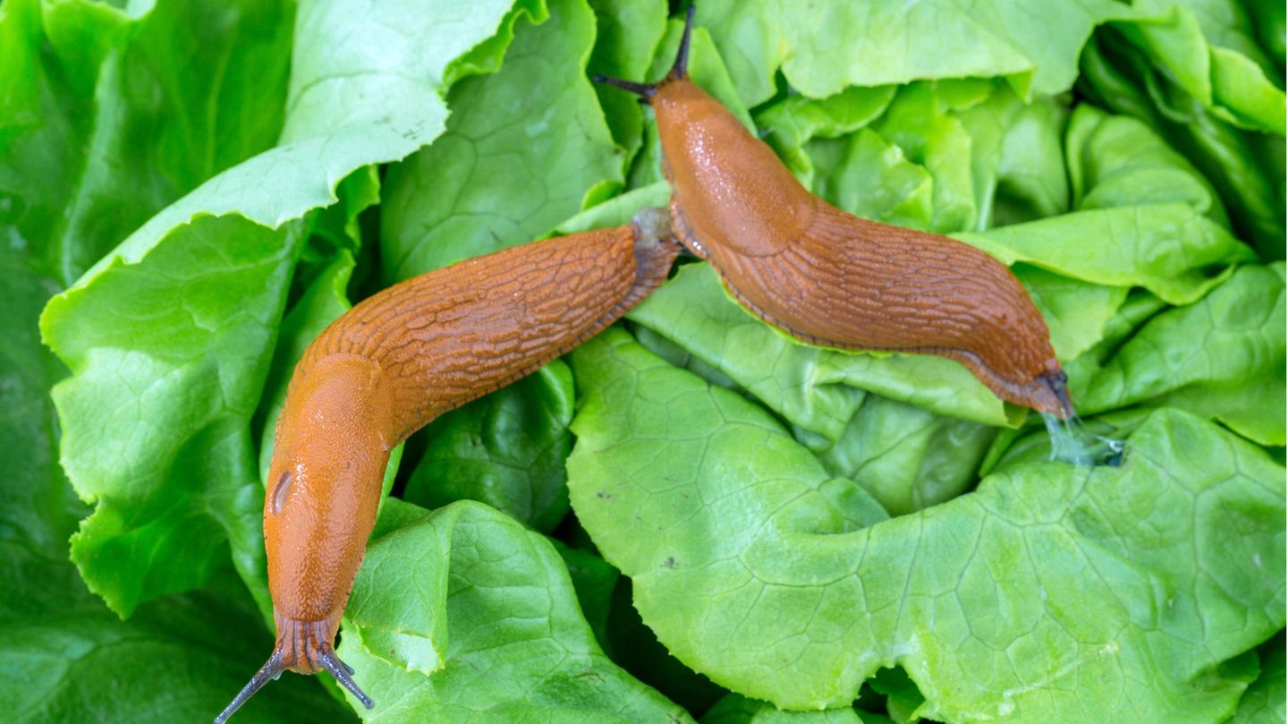 Nacktschnecken auf Salat
