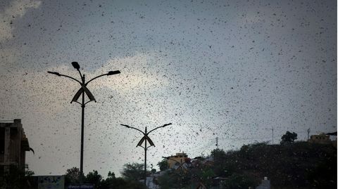 Heuschreckenschwarm in Indien
