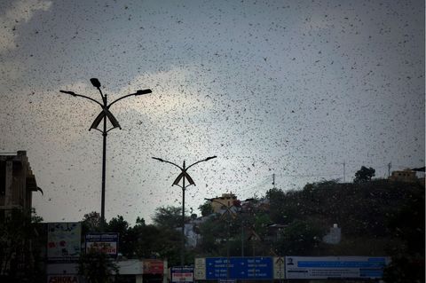 Heuschreckenschwarm in Indien