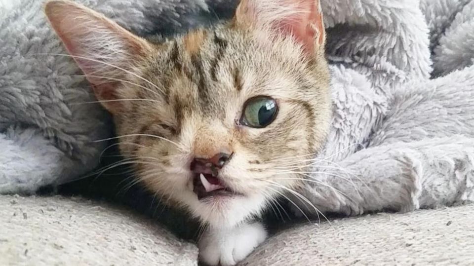 Katze Peanut hat heute ein tolles Zuhause gefunden Katze Peanut hat heute ein tolles Zuhause gefunden