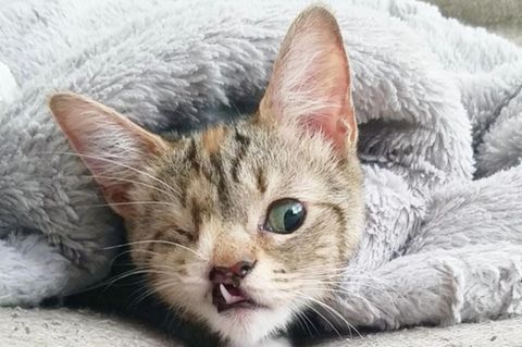 Katze Peanut hat heute ein tolles Zuhause gefunden
