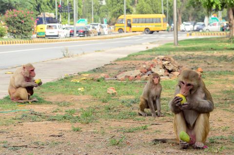 Rhesusauffen an einer Kreuzung in Delhi