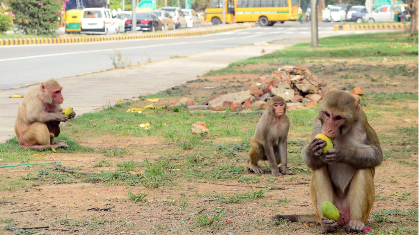Rhesusauffen an einer Kreuzung in Delhi