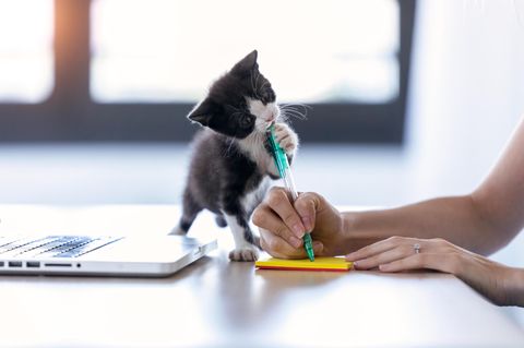 Katzenbaby knabbert an Stift