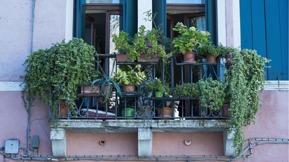 Grün-bepflanzter Balkon