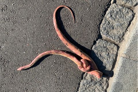 Die rot-orangefarbene Kornnatter starb an der Misshandlung