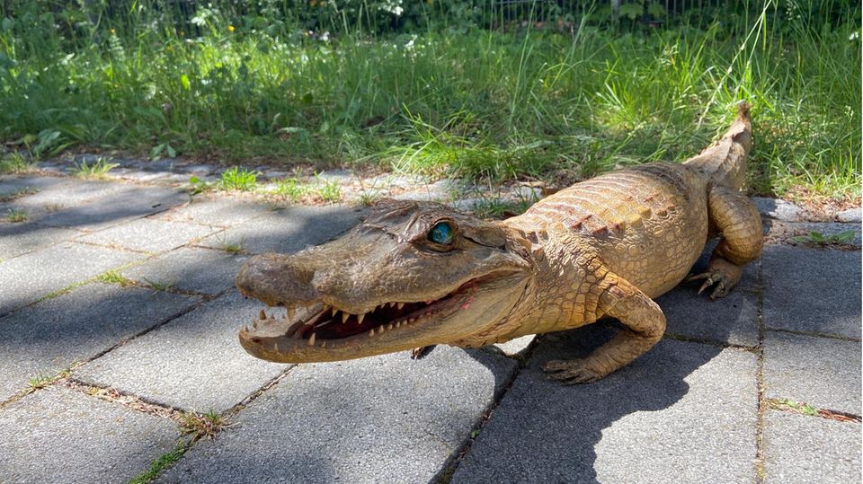 Alligator Isar Alligator Isar