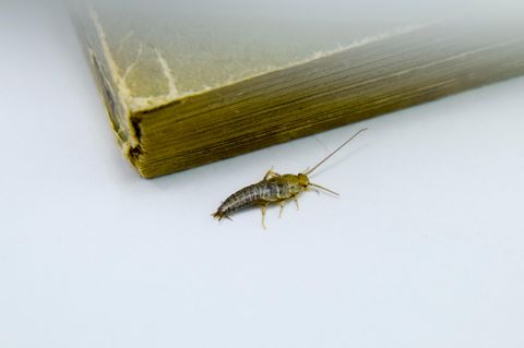 Silberfische sind nicht gesundheitsschädlich