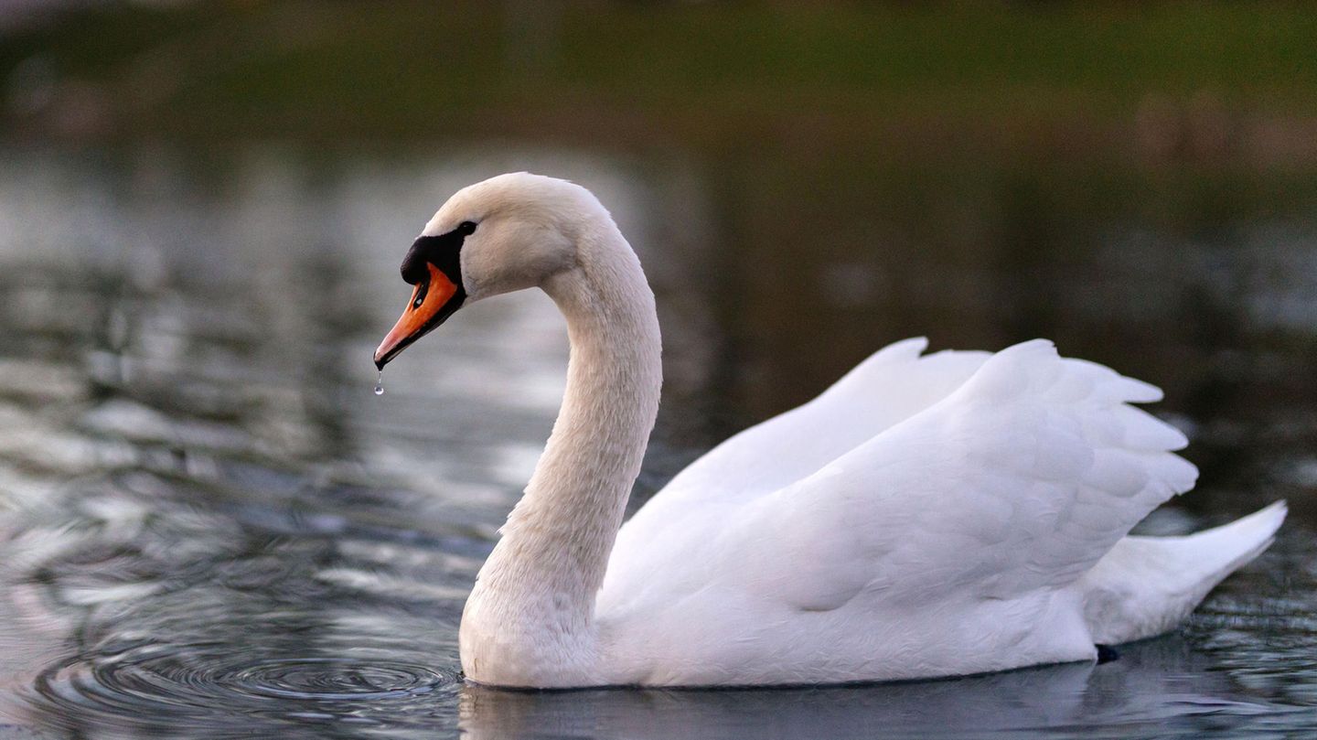 Ein Schwan in Köln (Symbolbild)