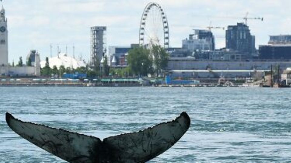 Wal verirrt sich in Gewässer von Montreal