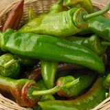 Schote der Anaheim-Chili