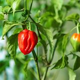 Schote der Habanero