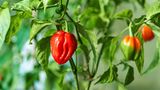Schote der Habanero