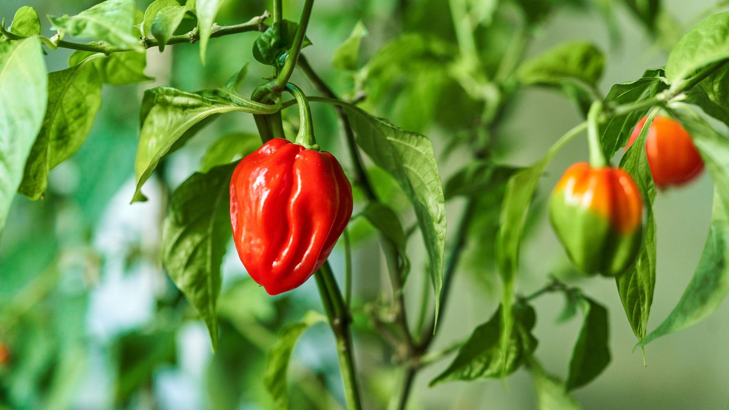Schote der Habanero