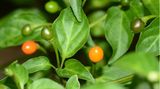 Chiltepin