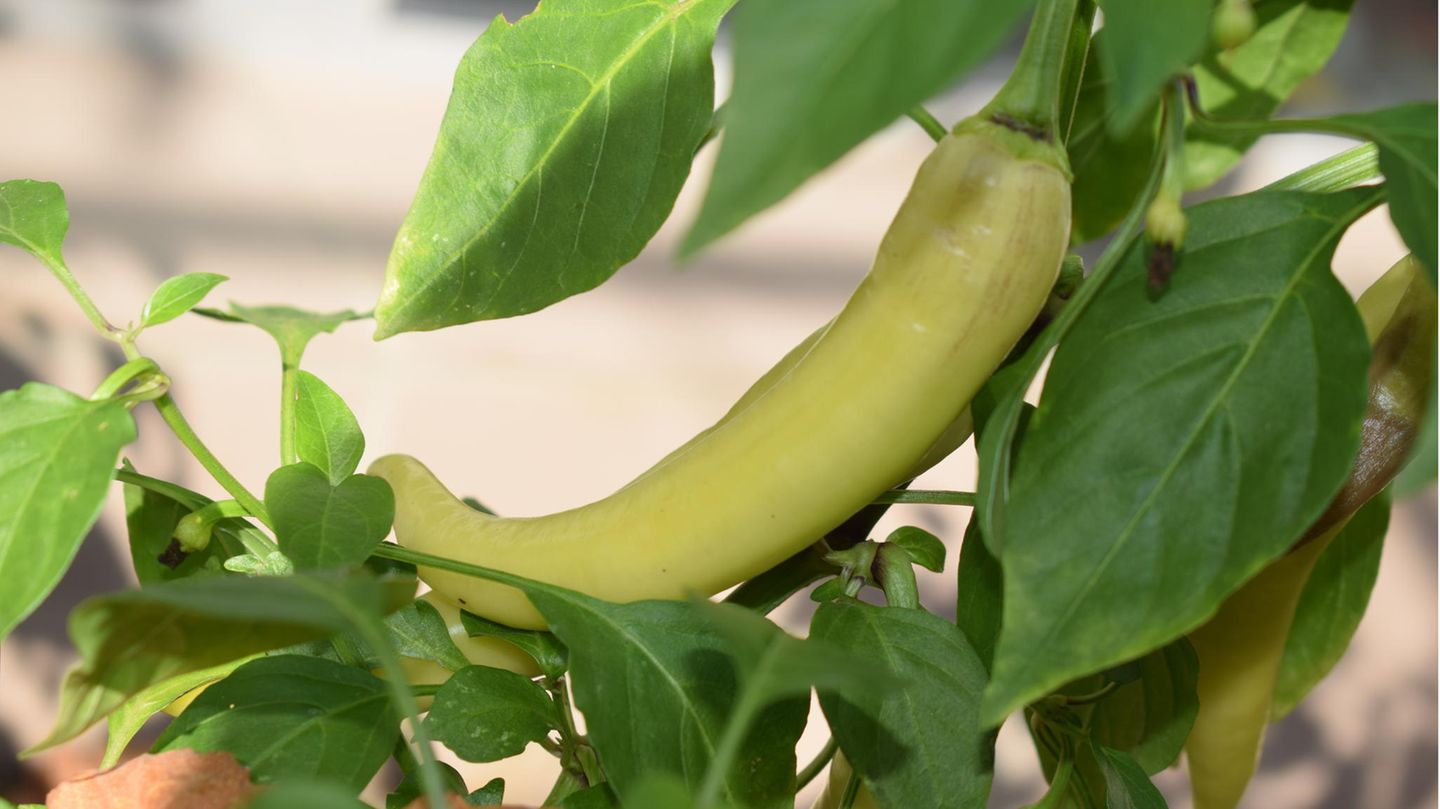 Thai Chili