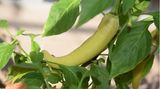 Thai Chili