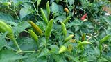 Schote der Bhut Jolokia