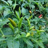 Schote der Bhut Jolokia