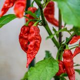 Schote der Bhut Jolokia