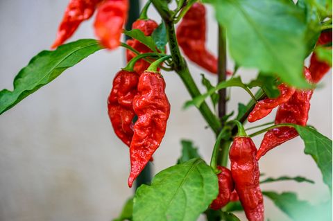 Schote der Bhut Jolokia