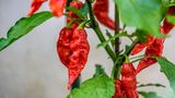 Schote der Bhut Jolokia