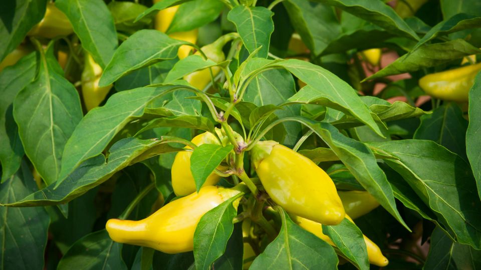 Sweet Banana Pepper