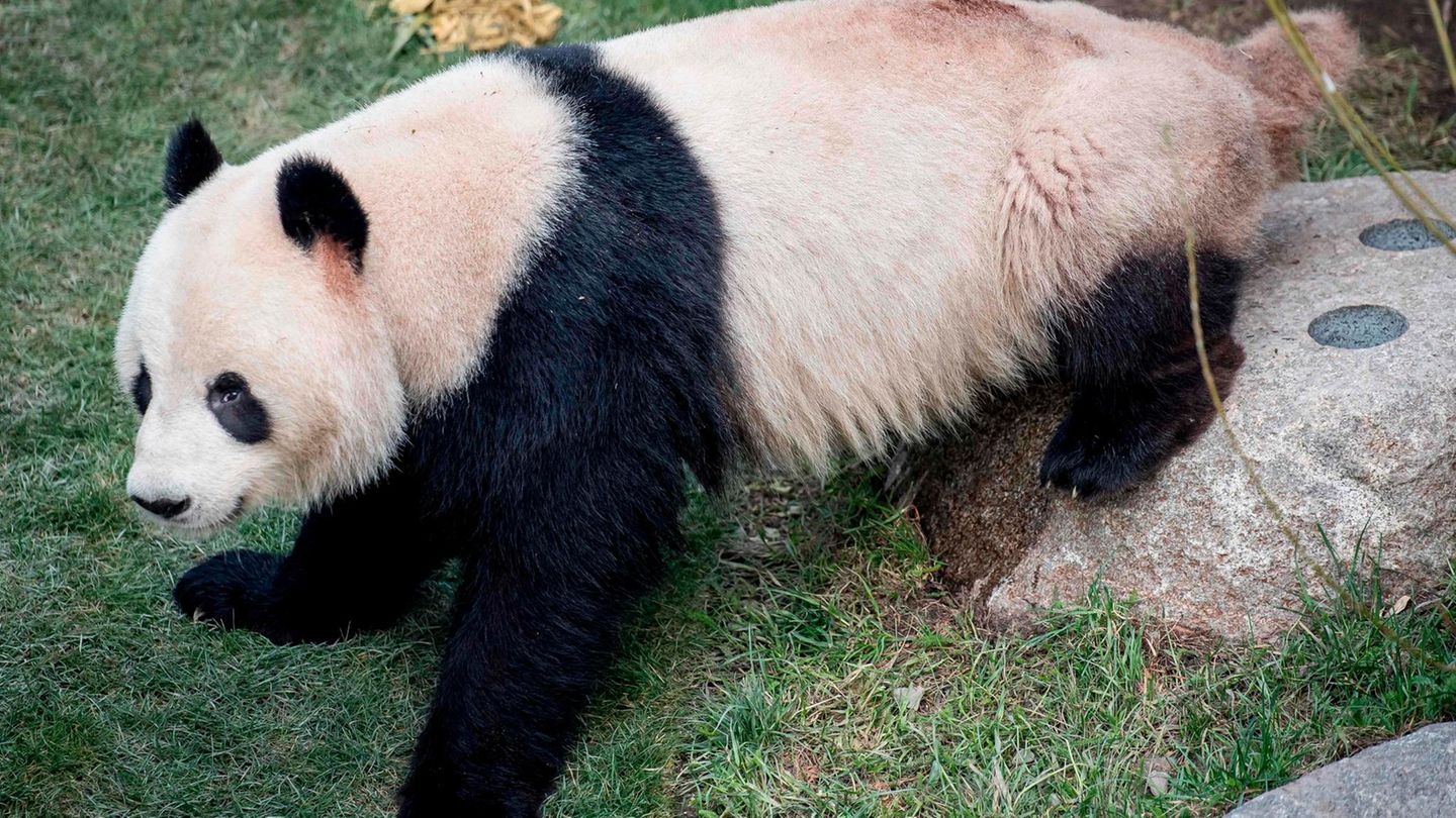 Pandabär Xing Er