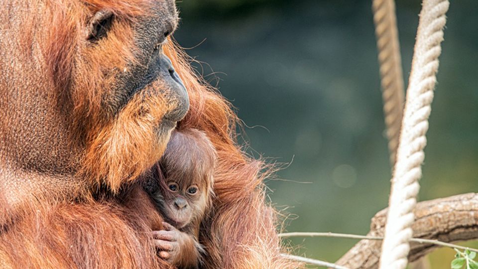 Die Orang-Utan-Mutter hält ihr Neugeborenes im Arm