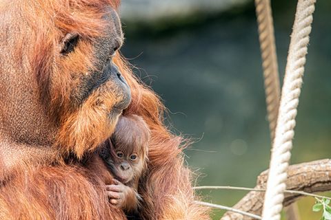 Die Orang-Utan-Mutter hält ihr Neugeborenes im Arm
