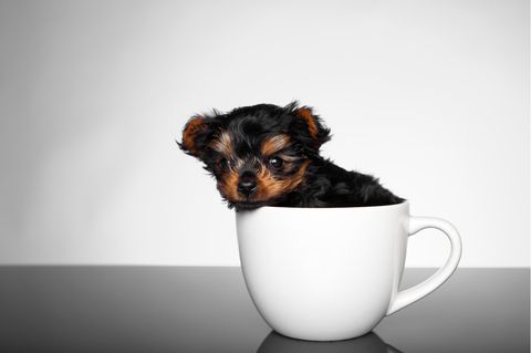 Sehr kleiner Hund in einer Teetasse.