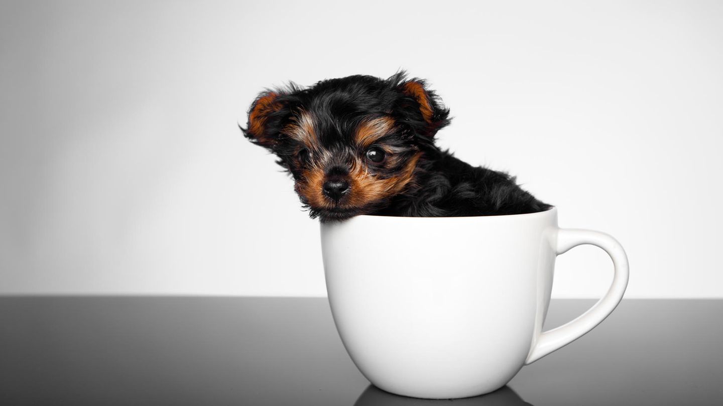 Sehr kleiner Hund in einer Teetasse.