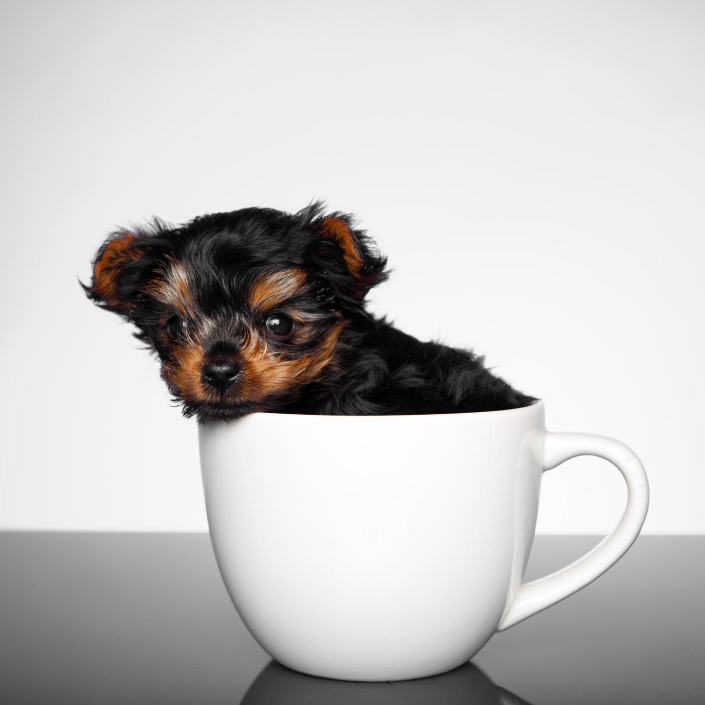 Dogs cup. Порода Teacup. Teacup собака. Чихуахуа Teacup. Щенок в кружке.